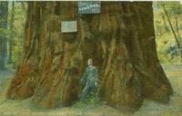 General Grant Big Tree Grove, Santa Cruz, California early 1900s used Postcard