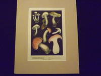 Les Champignons Comestibles…