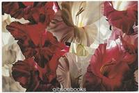 image of WINIFRED GODFREY POSTCARD OF MULTICOLOR GLADIOLI, OIL ON CANVAS