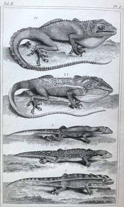 The animal Kingdom