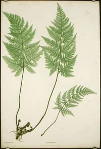 Lastrea foenisecii. by NATURE PRINTING - ANTIQUE FERN) - 1855 - 1856.