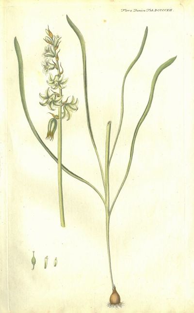 Plansje DCCCCXII  fra Flora Danica. Sjette hefte.