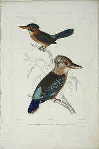 image of Martin Chasseur de Salusse_Acteonide Variee (Kingfisher_Fawn-breasted Kingfisher)