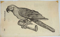 image of Parrot, Italian Renaissance woodblock print