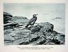 FINE PLATES. An Introduction to Bird Behaviour