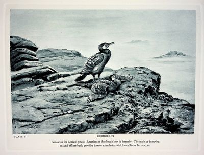 FINE PLATES. An Introduction to Bird Behaviour
