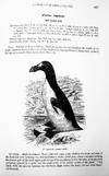 BY FIRST SMITHSONIAN CURATOR. The Water Birds of North America