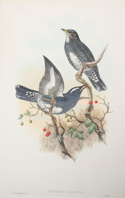 Cichloselys Sibiricus. Siberian Thrush.