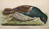 The Works, in Natural History, of the Late Rev. Gilbert White, A. M. Comprising The Natural History of Selborne; The Naturalist's Calendar; and Miscellaneous Observations, Extracted from his Papers. To which are added, A Calendar and Observations by W. Markwick, Esq. F.L.S. in Two Volumes