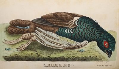The Works, in Natural History, of the Late Rev. Gilbert White, A. M. Comprising The Natural History of Selborne; The Naturalist's Calendar; and Miscellaneous Observations, Extracted from his Papers. To which are added, A Calendar and Observations by W. Markwick, Esq. F.L.S. in Two Volumes