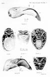 The filter-feeding and food of flamingoes (Phoenicopteri)