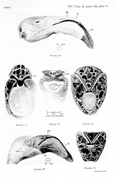 The filter-feeding and food of flamingoes (Phoenicopteri)