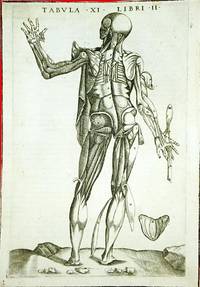 Anatomia del corpo humano nuovamente ristampata e con l
