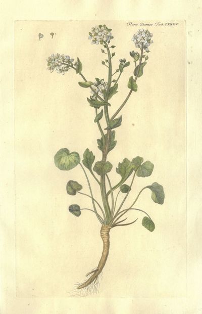Plansje CXXXV fra Flora Danica. Tredje hefte.