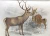 On certain species of deer now or lately living in the Society’s menagerie