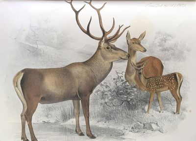 On certain species of deer now or lately living in the Society’s menagerie