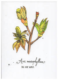 Blank Journal - Big Leaf Maple Botanical Cover Art