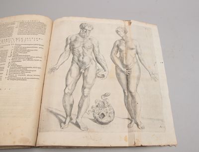 De humani corporis fabrica epitome: cum annotatiionibus Nicolai Fontani. (photo 4)