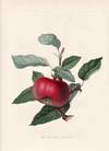The Devonshire Quarenden Apple. (print)