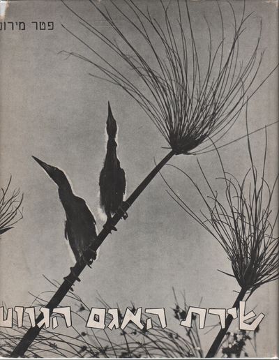 [THE SONG OF A DYING LAKE] שירת האגם הגווע