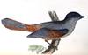 A history of the birds of Europe, not observed in the British Isles