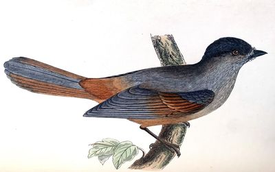 A history of the birds of Europe, not observed in the British Isles