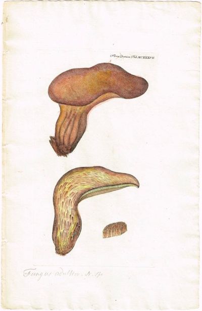 Tab. MCXXXVII. Fistulina hepatica…