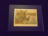 Naturgeschichte der Vogel Mitteleuropas…