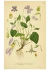 Reproducción/Reproduction 6029397358: Billeder af nordens flora. v.1 København,G.E.C. Gad's forlag,1917-1927