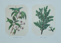 image of The Plants of the Bible. Trees and Shrubs
