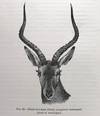 The mammals of South Africa