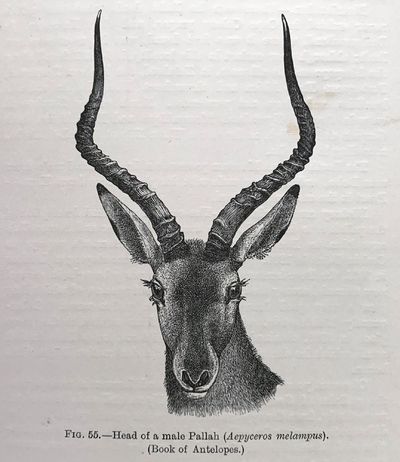 The mammals of South Africa