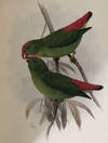The voyage of the H.M.S. Challenger, Zoology, Vol. II Part VIII - report on birds