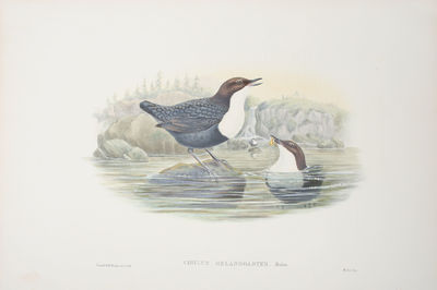 Cinclus Melanogaster, Temm. Black-bellied…