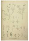 Reproducción/Reproduction 7408903742: Phytographia canariensis /. Paris :Béthune,1836-1850.