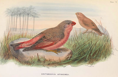 Handbook to the birds of Egypt