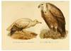 Reproducción/Reproduction 6005169775: Bilder-atlas zur Wissenschaftlich-populären Naturgeschichte der Vögel in ihren sämmtlichen Hauptformen Wien,K.K. Hof und Staatsdruckerei,1864