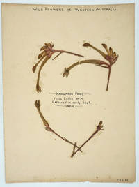 Pressed Kangaroo Paws (wildflowers) from trip to Collie, Western Australia