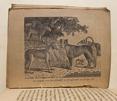 [DOGS - Early American...; (photo 8)