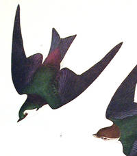 Bank Swallow, Violet-Green Swallow. From The Birds of America (Amsterdam Edition)