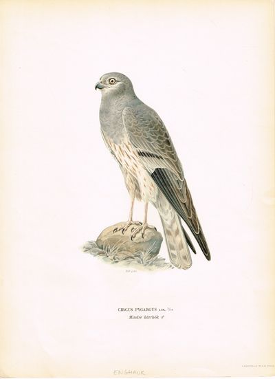 Circus pygarus. Mindre kärrhök (Enghauk). Fra…