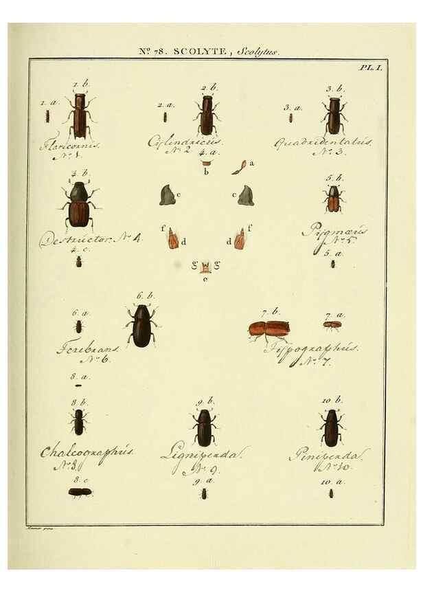 Reproducción/Reproduction 35864727355: Entomologie, ou, Histoire ...