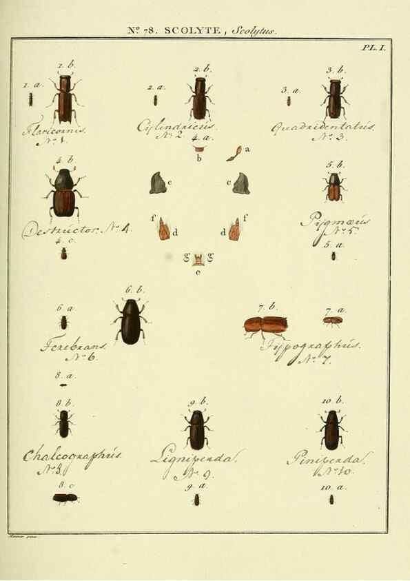 Reproducción/Reproduction 35864727355: Entomologie, ou, Histoire ...