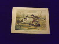 Naturgeschichte der Vogel Mitteleuropas…