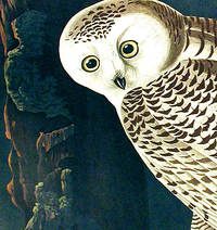 Snowy Owl. From The Birds of America (Amsterdam Edition)