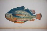 A History of the Fishes of the British Islands (4 volumes)