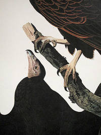 Turkey Buzzard. From The Birds of America (Amsterdam Edition)