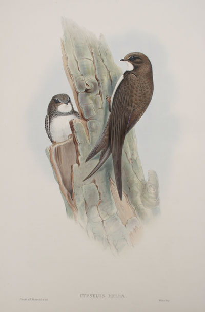 Cypselus Melba. Alpine Swift.