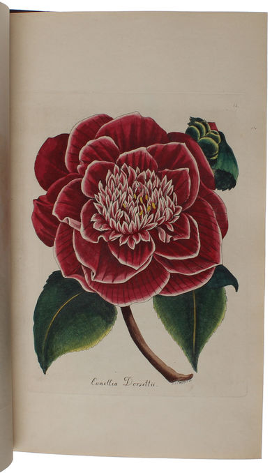 (Blomster-Museum eller colorerede Afbildninger af…