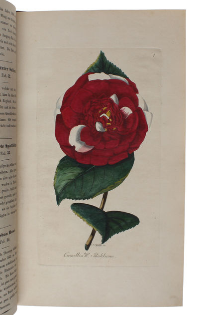 (Blomster-Museum eller colorerede Afbildninger af de skjönneste Blomster og Siirplanter, med tydsk og dansk Beskrivelse. Udgivet af Joh. Ernst Christ. Walter, - Blumen-Museum oder colorirte Abbildungen der schönsten Blumen und Zierpflanzen, mit deutsc... (photo 4)